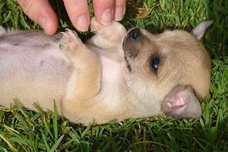 Dokud budou lidé chtít mini psy, budou množitelé vydělávat na jejich utrpení - Médium.cz